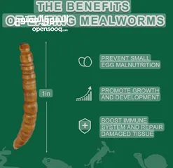  3 Live Mealworm for sale ( Limited stock )