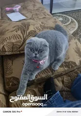  3 للبيع قط سكوتش فولد