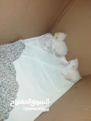  10 كتن للبيع مكس بلصلاه ع النبي جاهزات لبيتهم الجديد متعودات ع الدراي فود واللتر بوكس والبيع لغيرالتجار