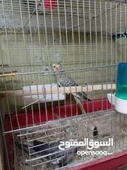  2 جوز كوكتيل شغال وطيره