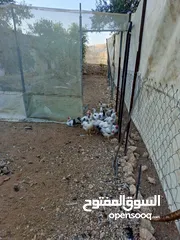  4 دجاج سايكس إنجليزي