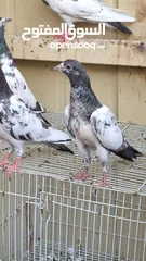  3 Pakistani high flying pigeon