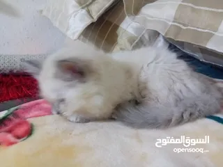  5 قطه هملايا انثى للبيع عمر ثلاث شهور  أكثير لعوبه حنونه مسليه نظيف جدا متعوده على البوكس مدربه