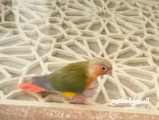  1 كنيور parrot conure