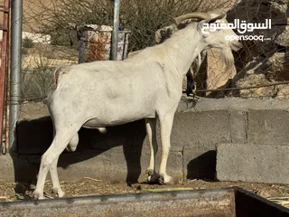  3 فحل صلالي فل فل سمنه الحجم الشوير