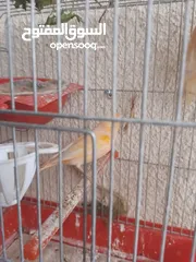  20 طيور كناري جاهزة بحالة وصحة جيدة