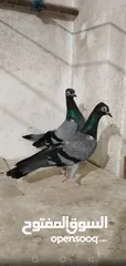  6 حمام شلبي نخب اول