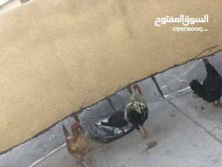  6 دجاج عرب بصرة مشراك دجاجتين وديج اقره الوصف