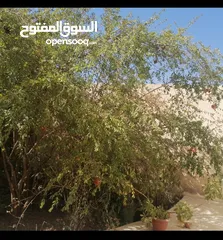  4 بيت مستقل طابقين / أجمل اطلالة على جبال عجلون في لواء كفرنجه ( اقرأ الوصف بالإعلان)...