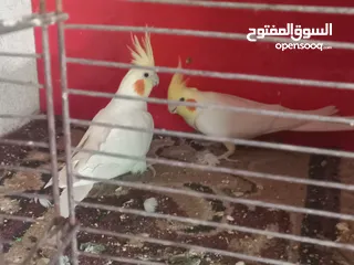  2 متاح كمية طيور كوكتيل اقرأ الوصف