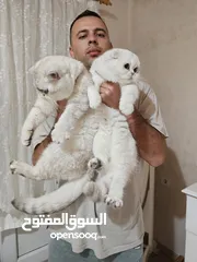  3 ذكر سكوتش استريت مسجل للتزاوج للبيع