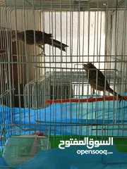  1 كنارات مشكله عمار فوق 6 اشهر