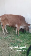  6 أبقار محليه