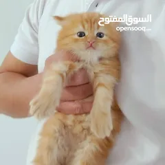  1 pure persian kitten