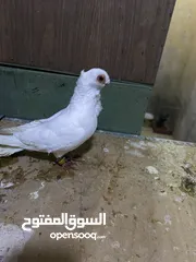  4 طير بولندي