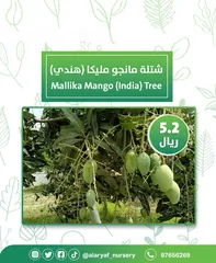  11 شتلات و أشجار المانجو المختلفة لدى مشتل الأرياف بأسعار مناسبة ومنافسة  mango tree