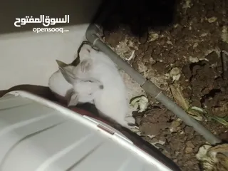  2 جوز أرانب فرنسيات10جاوا