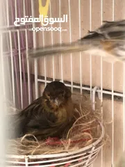  12 Breeding pair of canary in Alain