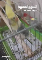  2 جوز كوكتيل للبيع مع قفص 4 معالف