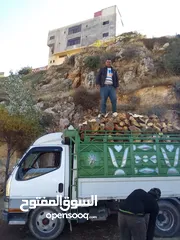  19 حطب زيتون زند وقرمي ناشف للبيع إن شاء الله