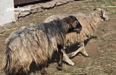  2 كبشان عمانيات اصل سمان فول وكبار ع 85 ف الرأس بالجمله وتنقي ع حسب الاختيار