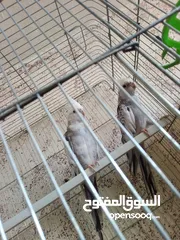  6 طيور كوكتيل لاتينو وازبيل تحتهم فراخ وجوز كوكتيل حبشي جاهزات عمرهم سنه ونصف بدون قفص