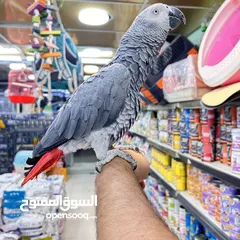  7 كاسكو مكاو كوكاتو امزون