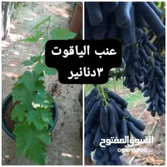  13 جميع انواع نباتات الزينة الدائمة  واشجار اللوزيات