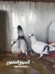  5 جواز بواز بسعر حرق