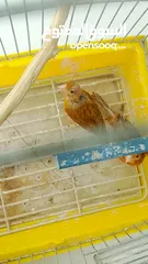  14 جوز كنار نحاسيات نار