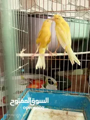  2 جوز كنار بناديق  شغال مع فرخهن
