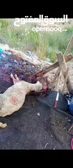  3 لحام متنقل لذبح العقائق والنذر والاضاحي داخل المنازل