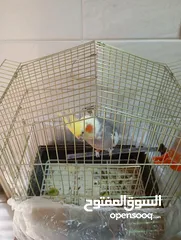  2 ببغاء كوكتيل