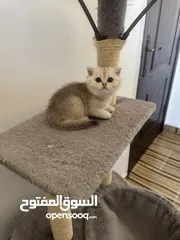  27 سكوتش تريبل فولد وستريت