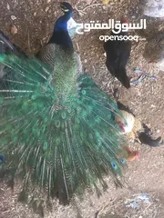  1 طاووس ذكرر