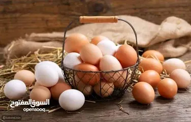  16 بيض مخصب دجاج  الاسترالوب  والبريس