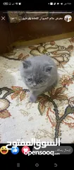  1 قطه اليفه فول صغيره