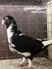  1 مسود فحل بالصلاة على الحبيب