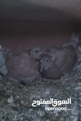  4 زغاليل بلدي حجم كبير وصحه ما شاء الله