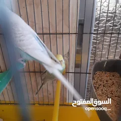 15 طيور حب للبيع سعر الجوز 15دينار مع قفص والمعالفه وبياضاه . طيور حب انجليزي