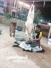  3 لحام جزار متنقل لذبح جميع انواع الاضاحي سارع بلحجز