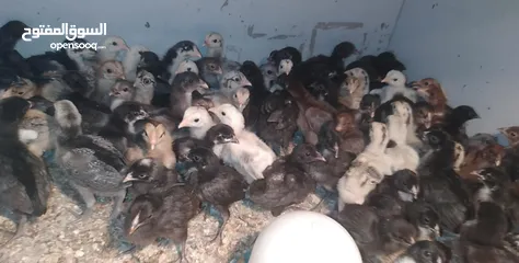  12 صيصان بلدي وبندوق براهمي...فراخ حبش هولندي جامبو...فراخ وديوك بلدي وباكستاني وفيومي ذهبي واسود