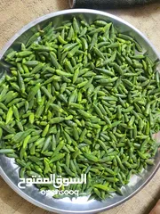  1 بامية خضراء اربد