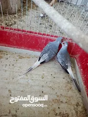  1 جوز ماسي شغال