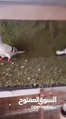  6 متاح جوزين شغالات
