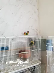  1 جوز فيشر جاهزات