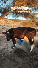  1 بقر لخم ام  ثالت