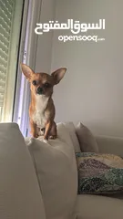  5 تشواوا ذكر Chihuahua male 10 months