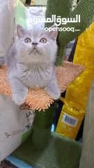  4 British Shorthair