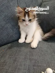  3 قطط متاحة: